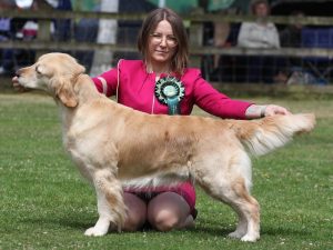 Novice Training day for Showing your Golden Retriever